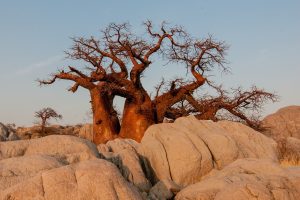 Baobabový olej